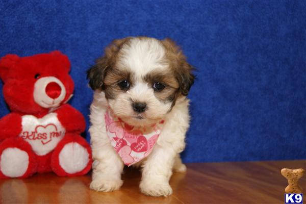Puppies in GA